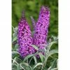 BAUHAUS Sommerflieder Buddlejadavidii 'Buzz Pink Purple'(S), Pink
