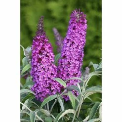 BAUHAUS Sommerflieder Buddlejadavidii 'Buzz Pink Purple'(S), Pink