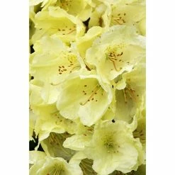 BAUHAUS Rhododendron Rhododendron Ludlowii 'Wren', Gelb, Topfvolumen: 4 L