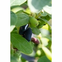BAUHAUS Honigbeere Lonicera Kamtschatica 'Myberry Bee'