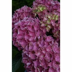 BAUHAUS Bauernhortensie Hydrangea Macrophylla 'Forever & Ever'® Purple, Topfvolumen: 5 L, Lila