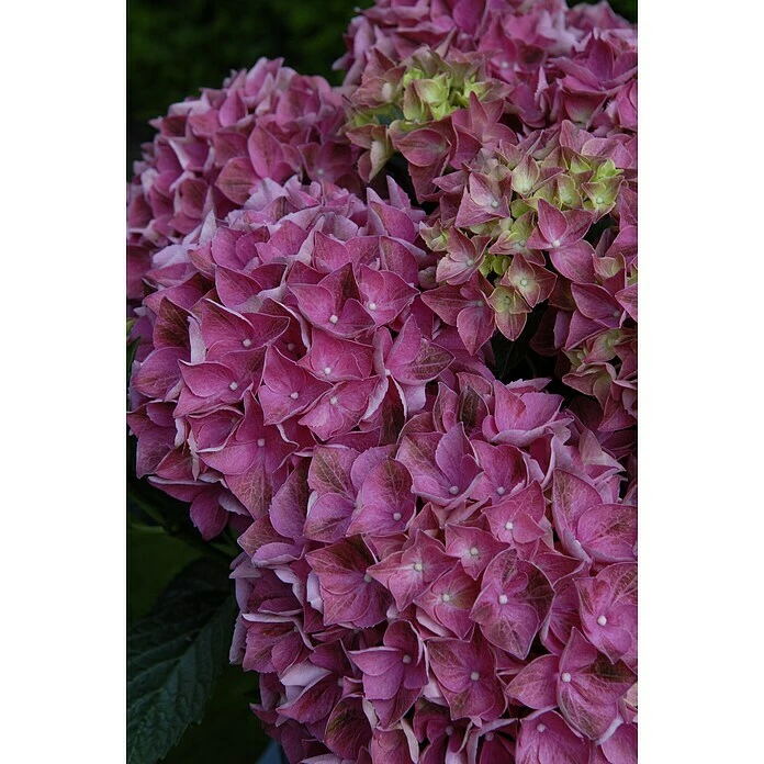 BAUHAUS Bauernhortensie Hydrangea Macrophylla 'Forever & Ever'® Purple, Topfvolumen: 5 L, Lila 3 BAUHAUS Bauernhortensie Hydrangea Macrophylla 'Forever & Ever'® Purple, Topfvolumen: 5 L, Lila