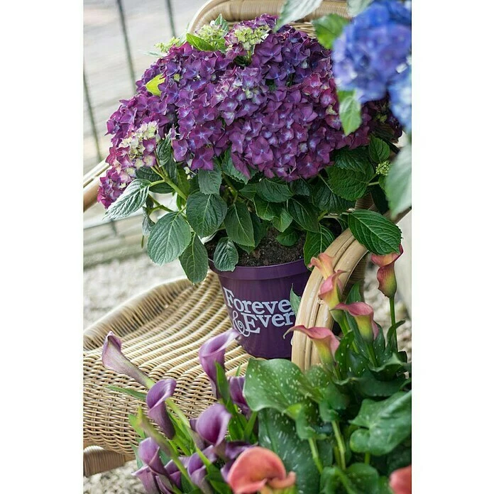 BAUHAUS Bauernhortensie Hydrangea Macrophylla 'Forever & Ever'® Purple, Topfvolumen: 5 L, Lila 4 BAUHAUS Bauernhortensie Hydrangea Macrophylla 'Forever & Ever'® Purple, Topfvolumen: 5 L, Lila – Bild 2