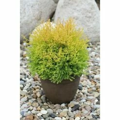 BAUHAUS Lebensbaum Thuja Occidentalis 'Fire Chief'®, Aktuelle Wuchshöhe: 20 Cm - 30 Cm