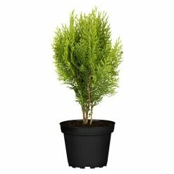 BAUHAUS Piardino Koniferen-Mix Aufrecht Coniferales Hybride, Topfgröße: 13 Cm -Gartenpflanzen Verkäufe 12 3
