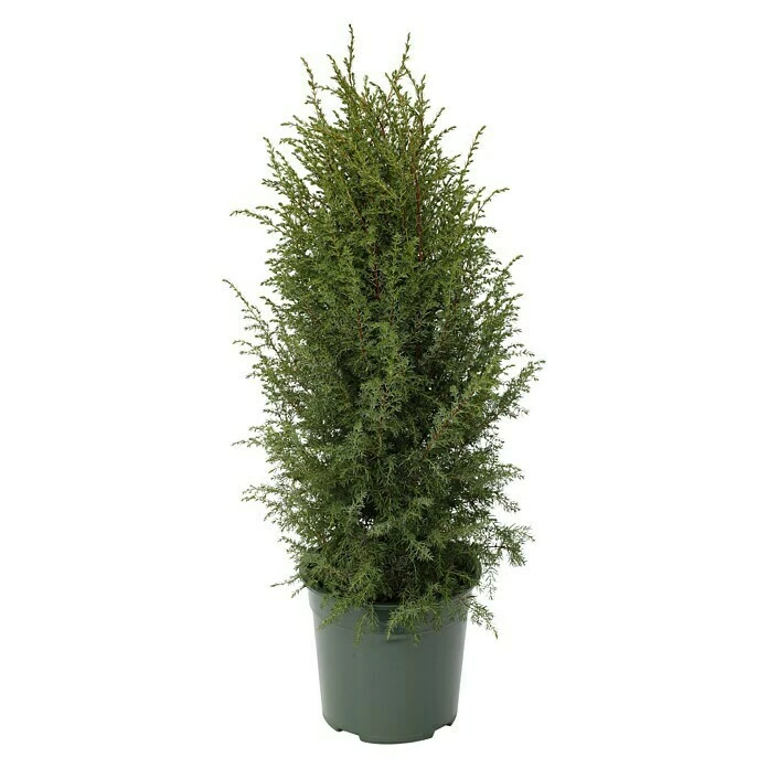 BAUHAUS Gemeiner Wacholder Juniperus Communis 'Hibernica', Topfvolumen: 2,3 L, Aktuelle Wuchshöhe: 20 Cm - 30 Cm 3 BAUHAUS Gemeiner Wacholder Juniperus Communis 'Hibernica', Topfvolumen: 2,3 L, Aktuelle Wuchshöhe: 20 Cm - 30 Cm