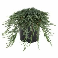 BAUHAUS Kriechwacholder Juniperus Horizontalis 'Icee Blue'®, Topfvolumen: 4,6 L