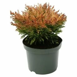 BAUHAUS Kriechwacholder Juniperus Horizontalis 'Limeglow', Topfvolumen: 4,6 L