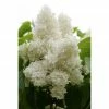 BAUHAUS Flieder Syringa Vulgaris 'Madame Lemoine' -Gartenpflanzen Verkäufe 12 302