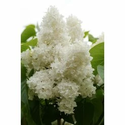 BAUHAUS Flieder Syringa Vulgaris 'Madame Lemoine'