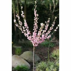 BAUHAUS Mandelbaum Stämmchen Prunus Triloba