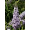 BAUHAUS Sommerflieder Buddleja Davidii 'Gulliver', Lila
