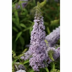 BAUHAUS Sommerflieder Buddleja Davidii 'Gulliver', Lila