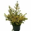 BAUHAUS Bergilex Ilex Crenata 'Golden Tip', Aktuelle Wuchshöhe: 30 Cm - 50 Cm -Gartenpflanzen Verkäufe 12 306