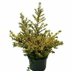 BAUHAUS Bergilex Ilex Crenata 'Golden Tip', Aktuelle Wuchshöhe: 30 Cm - 50 Cm