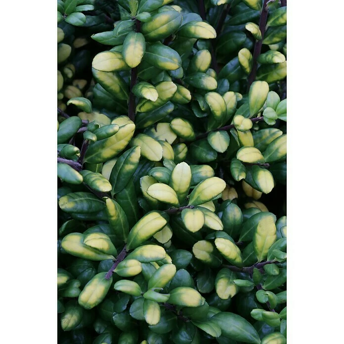 BAUHAUS Bergilex Ilex Crenata 'Golden Tip', Aktuelle Wuchshöhe: 30 Cm - 50 Cm 4 BAUHAUS Bergilex Ilex Crenata 'Golden Tip', Aktuelle Wuchshöhe: 30 Cm - 50 Cm – Bild 2