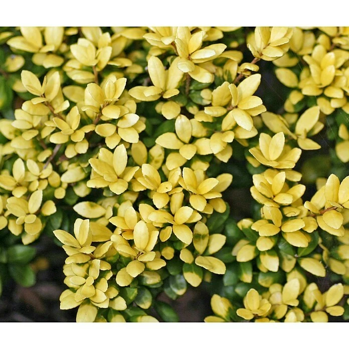 BAUHAUS Bergilex Ilex Crenata 'Golden Tip', Aktuelle Wuchshöhe: 30 Cm - 50 Cm 5 BAUHAUS Bergilex Ilex Crenata 'Golden Tip', Aktuelle Wuchshöhe: 30 Cm - 50 Cm – Bild 3