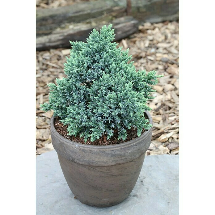 BAUHAUS Blauer Zwerg-Wacholder Juniperus Squamata 'Blue Star', Aktuelle Wuchshöhe: 30 Cm - 50 Cm 3 BAUHAUS Blauer Zwerg-Wacholder Juniperus Squamata 'Blue Star', Aktuelle Wuchshöhe: 30 Cm - 50 Cm