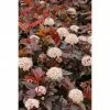 BAUHAUS Blasenspiere Physocarpus Opulifolius 'Lady In Red'®, Topfvolumen: 4,6 L, 40 Cm - 60 Cm 2 BAUHAUS Blasenspiere Physocarpus Opulifolius 'Lady In Red'®, Topfvolumen: 4,6 L, 40 Cm - 60 Cm -Gartenpflanzen Verkäufe 12 31