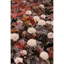 BAUHAUS Blasenspiere Physocarpus Opulifolius 'Lady In Red'®, Topfvolumen: 4,6 L, 40 Cm - 60 Cm