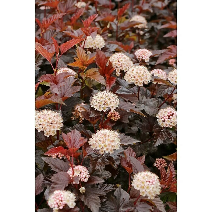 BAUHAUS Blasenspiere Physocarpus Opulifolius 'Lady In Red'®, Topfvolumen: 4,6 L, 40 Cm - 60 Cm 3 BAUHAUS Blasenspiere Physocarpus Opulifolius 'Lady In Red'®, Topfvolumen: 4,6 L, 40 Cm - 60 Cm