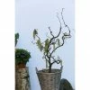 BAUHAUS Korkenzieherhasel Corylus Avellana 'Contorta', Aktuelle Wuchshöhe: 40 Cm - 60 Cm -Gartenpflanzen Verkäufe 12 310