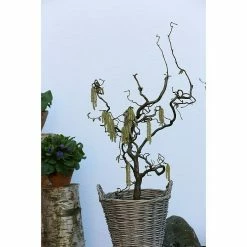 BAUHAUS Korkenzieherhasel Corylus Avellana 'Contorta', Aktuelle Wuchshöhe: 40 Cm - 60 Cm