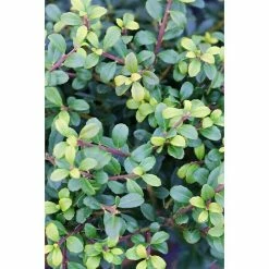 BAUHAUS Bergilex Ilex Crenata 'Stokes', Aktuelle Wuchshöhe: 20 Cm - 30 Cm