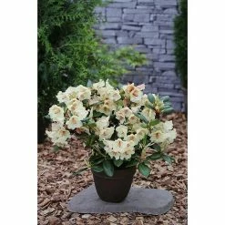 BAUHAUS Großblumiger Rhododendron Rhododendron 'Viscy' EASYDENDRON®, Topfvolumen: 5 L, Apricot