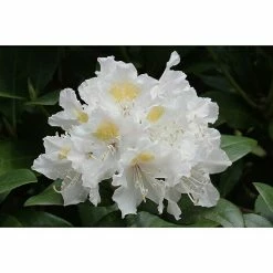 BAUHAUS Großblumiger Rhododendron Rhododendron 'Cunningham's White' EASYDENDRON®, Topfvolumen: 5 L, Weiß -Gartenpflanzen Verkäufe 12 316