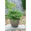 BAUHAUS Faden-Scheinzypresse Chamaecyparis Pisifera 'Blue Moon', Aktuelle Wuchshöhe: 20 Cm - 30 Cm -Gartenpflanzen Verkäufe 12 317