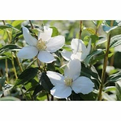 BAUHAUS Pfeifenstrauch Philadelphus Fl'Aroma® 'Glorius Odor', 5 L, Weiß