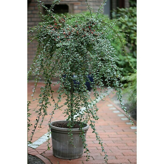 BAUHAUS Teppichmispel Stämmchen Cotoneaster Dammeri 'Coral Beauty', Weiß 3 BAUHAUS Teppichmispel Stämmchen Cotoneaster Dammeri 'Coral Beauty', Weiß