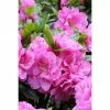 BAUHAUS Japanische Azalee Rhododendron Obtusum 'Rosinetta'®, Topfvolumen: 4,6 L, Pink 1 BAUHAUS Japanische Azalee Rhododendron Obtusum 'Rosinetta'®, Topfvolumen: 4,6 L, Pink -Gartenpflanzen Verkäufe 12 320