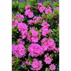 BAUHAUS Japanische Azalee Rhododendron Obtusum 'Rosinetta'®, Topfvolumen: 4,6 L, Pink 5 BAUHAUS Japanische Azalee Rhododendron Obtusum 'Rosinetta'®, Topfvolumen: 4,6 L, Pink -Gartenpflanzen Verkäufe 12 321