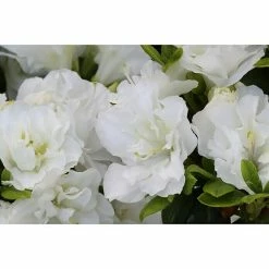 BAUHAUS Japanische Azalee Rhododendron Obtusum 'Schneeperle'®, Topfvolumen: 2,3 L, Weiß -Gartenpflanzen Verkäufe 12 323