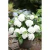 BAUHAUS Bauernhortensie Hydrangea Macrophylla 'Forever & Ever'® Weiß, Topfvolumen: 5 L, Weiß -Gartenpflanzen Verkäufe 12 324