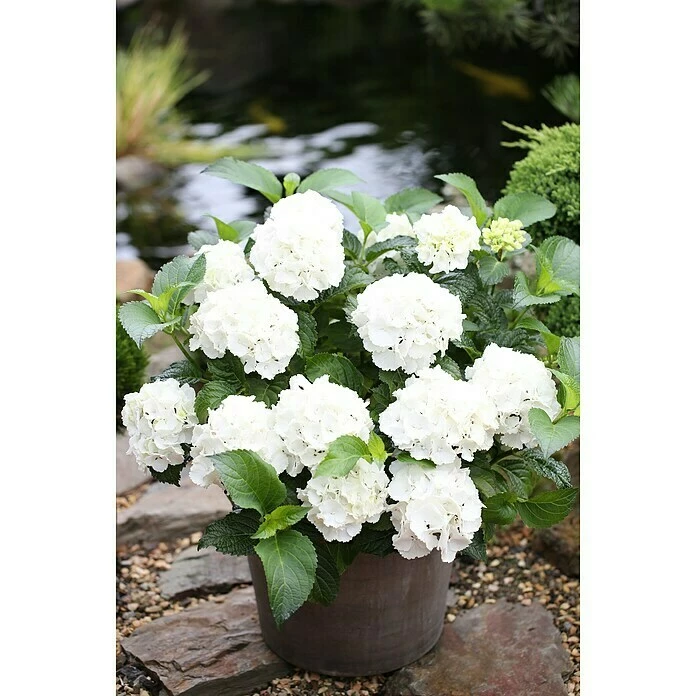 BAUHAUS Bauernhortensie Hydrangea Macrophylla 'Forever & Ever'® Weiß, Topfvolumen: 5 L, Weiß 3 BAUHAUS Bauernhortensie Hydrangea Macrophylla 'Forever & Ever'® Weiß, Topfvolumen: 5 L, Weiß
