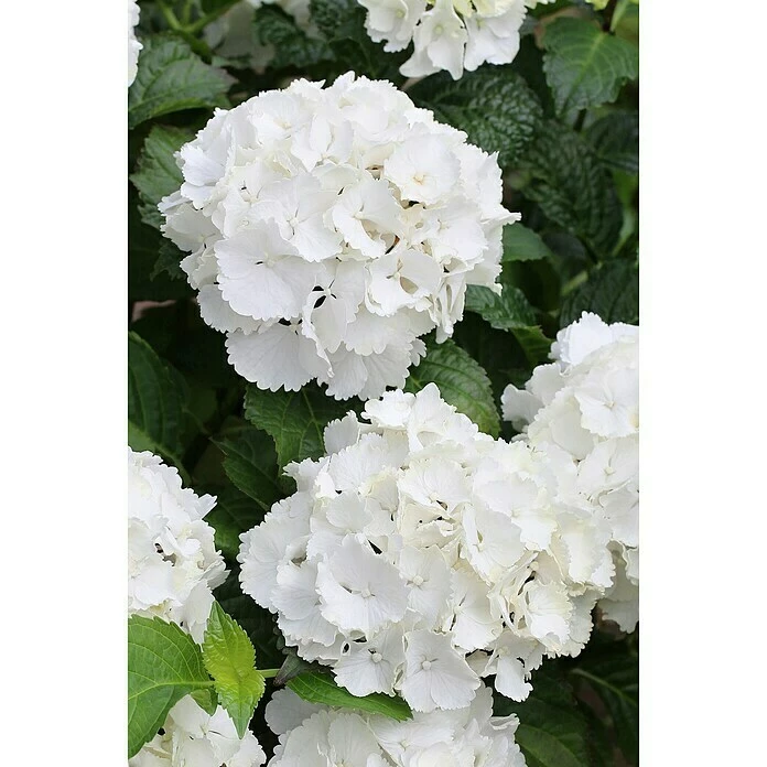 BAUHAUS Bauernhortensie Hydrangea Macrophylla 'Forever & Ever'® Weiß, Topfvolumen: 5 L, Weiß 4 BAUHAUS Bauernhortensie Hydrangea Macrophylla 'Forever & Ever'® Weiß, Topfvolumen: 5 L, Weiß – Bild 2