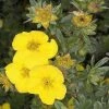 BAUHAUS Fingerstrauch Potentilla Fruticosa 'Goldstar', Gelb 1 BAUHAUS Fingerstrauch Potentilla Fruticosa 'Goldstar', Gelb -Gartenpflanzen Verkäufe 12 326