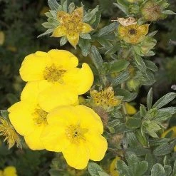 BAUHAUS Fingerstrauch Potentilla Fruticosa 'Goldstar', Gelb