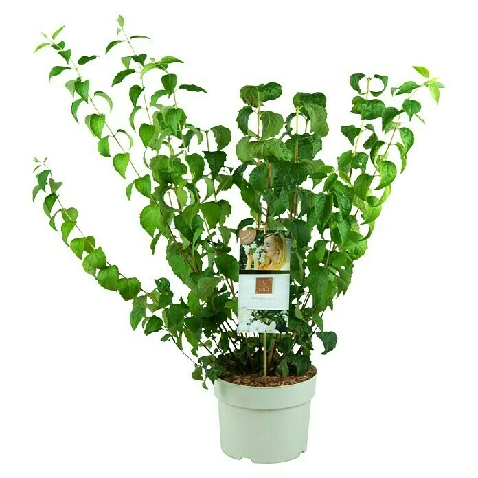 BAUHAUS Pfeifenstrauch Philadelphus Fl'Aroma® 'Arctic Allure', 5 L, Weiß 3 BAUHAUS Pfeifenstrauch Philadelphus Fl'Aroma® 'Arctic Allure', 5 L, Weiß