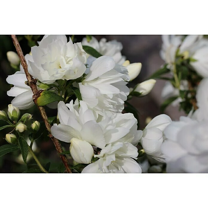 BAUHAUS Pfeifenstrauch Philadelphus Fl'Aroma® 'Arctic Allure', 5 L, Weiß 4 BAUHAUS Pfeifenstrauch Philadelphus Fl'Aroma® 'Arctic Allure', 5 L, Weiß – Bild 2