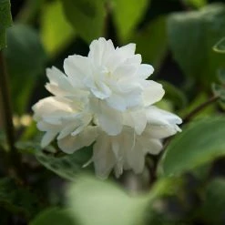 BAUHAUS Pfeifenstrauch Philadelphus Fl'Aroma® 'Arctic Allure', 5 L, Weiß 7 BAUHAUS Pfeifenstrauch Philadelphus Fl'Aroma® 'Arctic Allure', 5 L, Weiß -Gartenpflanzen Verkäufe 12 329