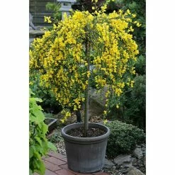 BAUHAUS Ginster Stämmchen Cytisus Scoparius 'Golden Tears', Topfvolumen: 5 L, Goldgelb