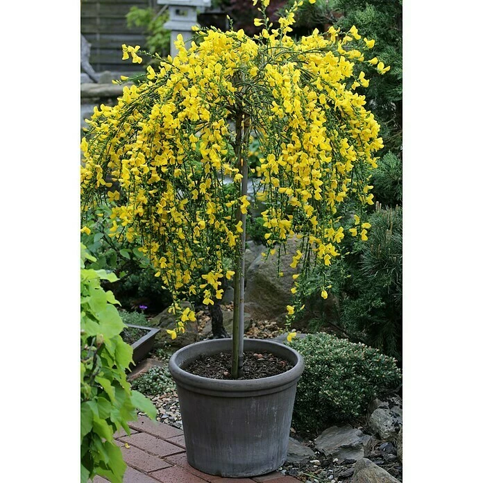 BAUHAUS Ginster Stämmchen Cytisus Scoparius 'Golden Tears', Topfvolumen: 5 L, Goldgelb 3 BAUHAUS Ginster Stämmchen Cytisus Scoparius 'Golden Tears', Topfvolumen: 5 L, Goldgelb
