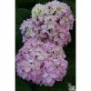 BAUHAUS Bauernhortensie Hydrangea Macrophylla 'Endless Summer'® Rosa, Topfvolumen: 5 L, Rosa -Gartenpflanzen Verkäufe 12 330