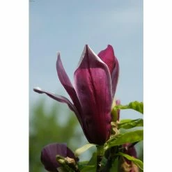 BAUHAUS Magnolie Magnolia Soulangiana 'Black Beauty', Aktuelle Wuchshöhe: 60 Cm - 80 Cm