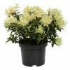 BAUHAUS Zwergrhododendron Rhododendron Hanceanum 'Princess Anne', Hellgelb 2 BAUHAUS Zwergrhododendron Rhododendron Hanceanum 'Princess Anne', Hellgelb -Gartenpflanzen Verkäufe 12 332