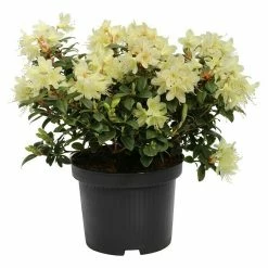 BAUHAUS Zwergrhododendron Rhododendron Hanceanum 'Princess Anne', Hellgelb